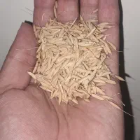 تخم جو هاشمی