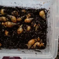 واگذاری حلزون آلبینو