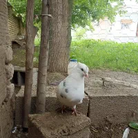 کفتر کبوتر 400