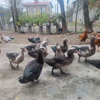 فروش اردک اسرائیلی|حیوانات مزرعه|اطاقور, |دیوار