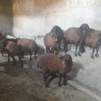 بره ها همه ماده ژندار هترو وهمو عالی