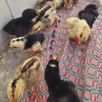 ۱۰ عددجوجه مرغ محلی