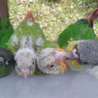 طوطی گرینچیک|پرنده|بروجرد, |دیوار