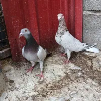 کبوتر|پرنده|محمدیه-قزوین, |دیوار