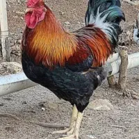 فروش خروس محلی و شاخدار و اردک
