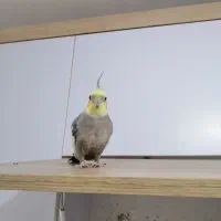 عروس هلندی سخنگو|پرنده|سمنان, |دیوار