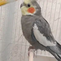 فرش عروس هلندی|پرنده|پیرانشهر, |دیوار