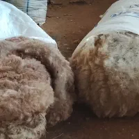 پشم گوسفند