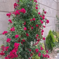 ویلایی هشتگرد، کوشکزر، کردان، کوهسار