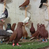 دسته رنگی|پرنده|دزفول, |دیوار