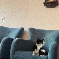 گربه‌ی مهربون برای واگذاری به خانواده‌ی مسئول
