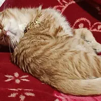 گربه میکس بریتیش  شورت هیربسیار زیبا ماده 3ماهه