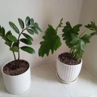 گلدان