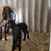 بره شیری . بره دوقل