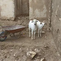 جفت نر. و ماده دقلو سومال