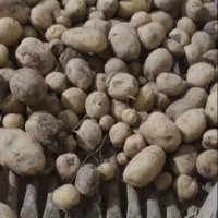 سیب زمینیدامی سیب زمینی براگوساله وپرواروسیب زمینی