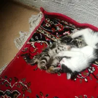 ۲عدد گربه تمیز زیبا