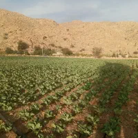 فروش زمین کشاورزی و باغی|فروش زمین و ملک کلنگی|فسارود, |دیوار