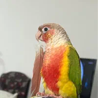 پرنده گم‌شده|حیوانات|بندر انزلی, بشمن|دیوار