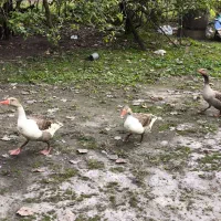 غاز  تخم گزار