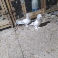 چند عدد کبوتر عاص