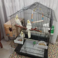 فروش عروس هلندی مولد با جوجه|پرنده|بندرعباس, |دیوار