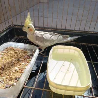 عروس هلندی جفت نر و ماده با جوجه|پرنده|محمدشهر, ولدآباد|دیوار