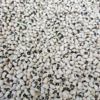 لوبیا چشم بل بولی