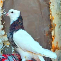 کبوتر طوقی دونه ای600