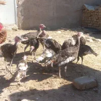 بقلمون محلی|حیوانات مزرعه|زهک, |دیوار