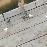 کبوتر|پرنده|کامیاران, |دیوار