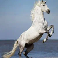 باشگاه سوارکاری سپاهان