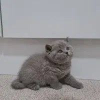 گربه بریتیش و اسکاتیش