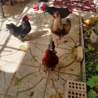 20تا خروس محلی
