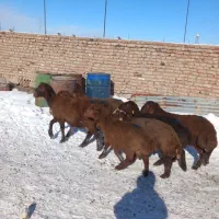 قوچ و بره نر هترو|حیوانات مزرعه|اردبیل, |دیوار