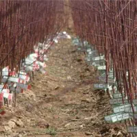 نهالستان بادام