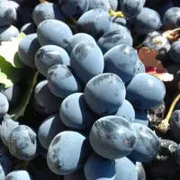 انگور ذغالی سردشت و شانی اصل اصل|عمدهفروشی|شیراز, دکتر حسابی|دیوار