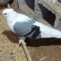 تعدادی کبوتر خوب بوشهری وچندرنگ مختلف همه اش بپرند|پرنده|دلوار, |دیوار