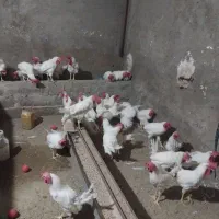 با سلام خروس سفید واکسن خورده