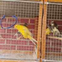 قناری رد فکتور و کشیده بلند|پرنده|اصفهان, سپاهان‌شهر|دیوار