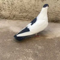 یک جفت کفتر به فروش می رسد|پرنده|پاکدشت, حصار امیر|دیوار