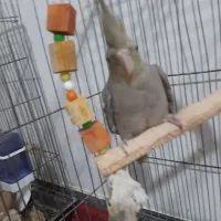 عروس هلندی نر رنگ طوسی