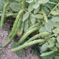 فروش ۳ تن باقلا رقم هیستال و برکت|خوردنی و آشامیدنی|داراب, |دیوار