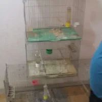 9 عدد قفس قناری 50 سانتی و یک برون