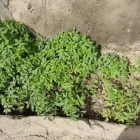 نشا گوجه فرنگی