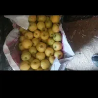 سیب درختی|خوردنی و آشامیدنی|دهگلان, |دیوار