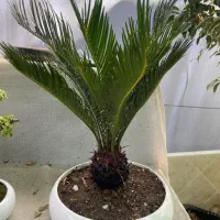 بنسای کلکسیونی|گل و گیاه طبیعی|شیراز, قصرالدشت|دیوار