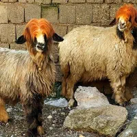 میش و بز