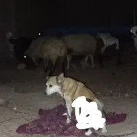 توله سگ پا کوتاه 300|سگ|سبزوار, رباط|دیوار