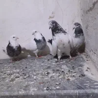 سلام درود بر شما عشق بازان ۴ عدد کبوتر ناب.|پرنده|کبودرآهنگ, |دیوار